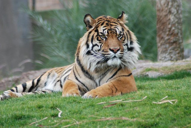 tiger