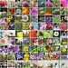 Flickr-flowers.800