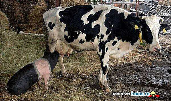 Porcul Fura Lapte De La Vaca Probabil O Santajeaza Poze Cu