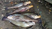 Terbaru 27+ Ikan Kakap Cina