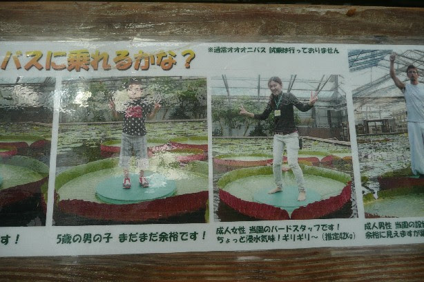花鳥園 ２ オニバス に人は乗れるか 団塊おばさんの外に出て自然と遊ぼう