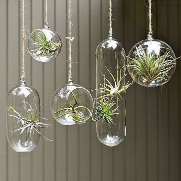 botanical plants air plant village. potluckyourself | 363 x 363 · 47 kB · jpeg