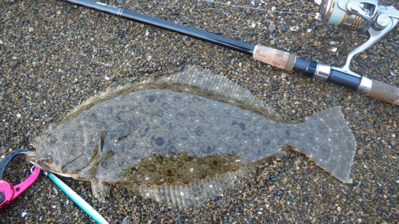 ルアーで狙うサーフのヒラメ釣り７つのテクニック フィッシュパラダイス