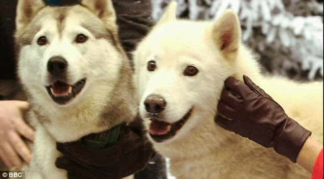 Meet and greet: Before the performance Rufus and Flavia went to meet some huskies