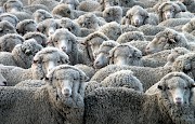 46+ Gambar Fauna Selandia Baru