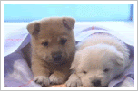 Animated Pictures Myspace Comments