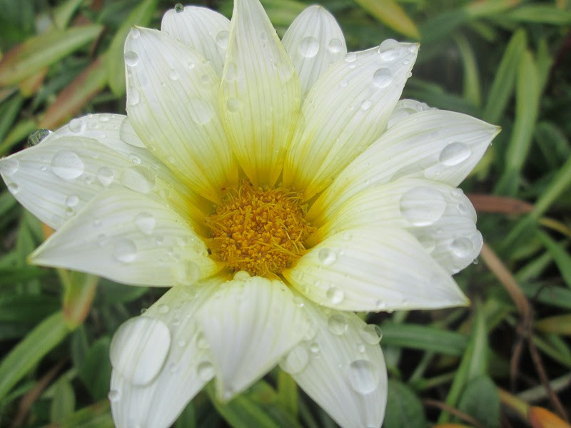 花は平和の象徴 大岐の浜の海癒みつのブログ