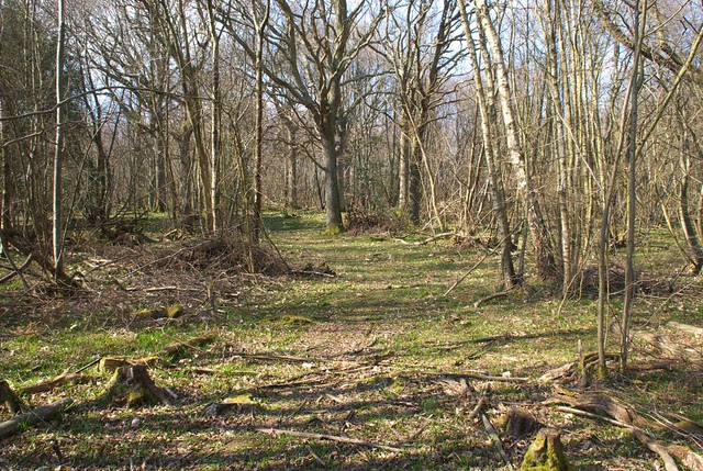 DSC_6097 Woodland in Spring