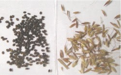 種から育ったレモングラス タイとタイ語に魅せられて 楽天ブログ