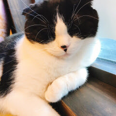 風まかせ的探訪記 猫カフェbaronさんでネコとじゃれる