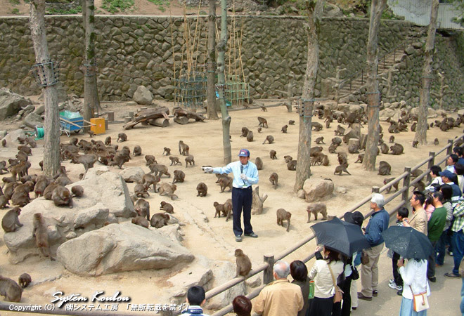 高崎山自然動物園 大分市 写真満載九州観光