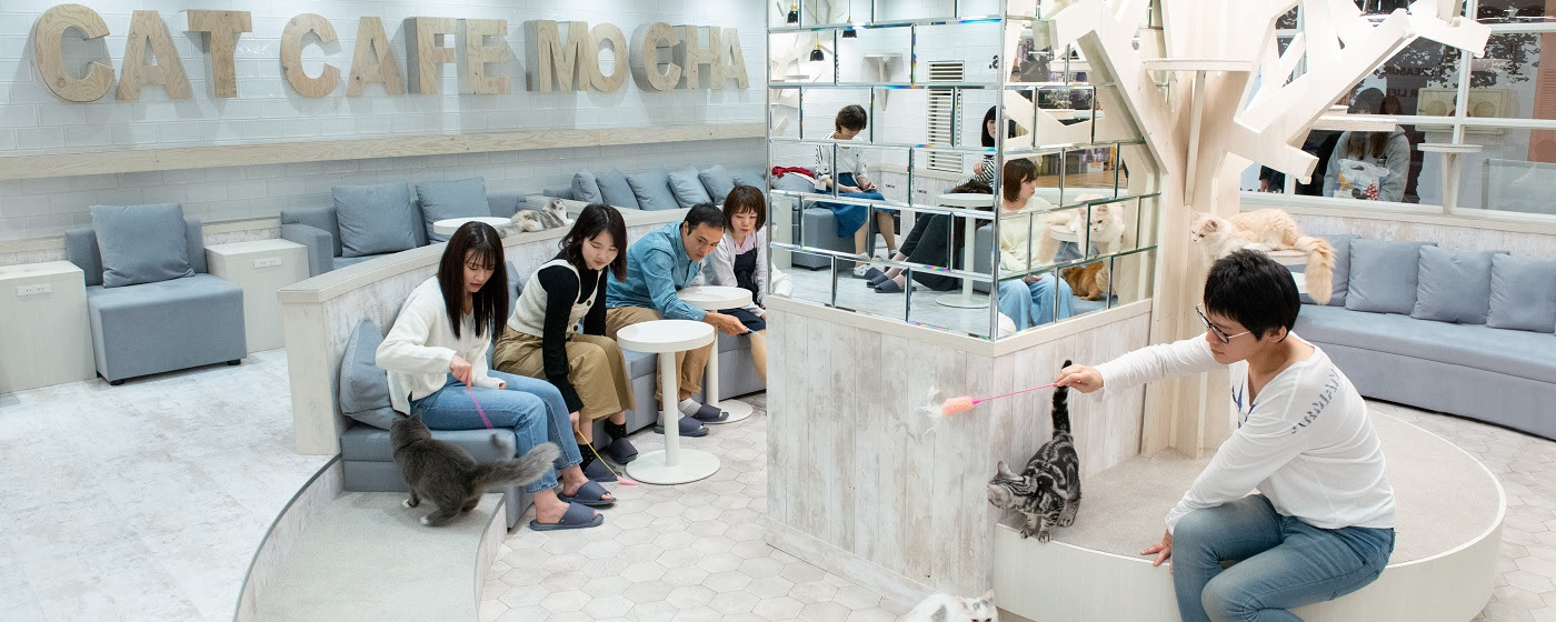 猫カフェ Mocha モカ 町田ジョルナ店