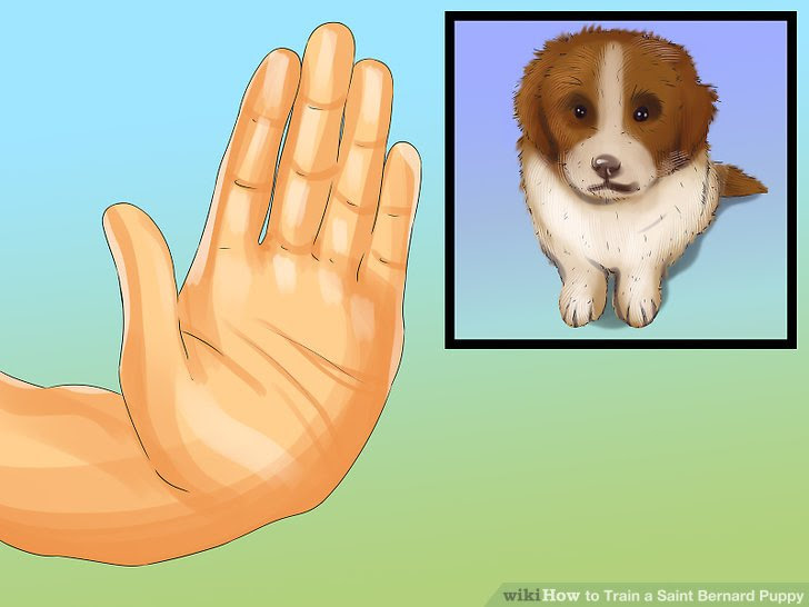 Train a Saint Bernard Puppy Step 1 Version 3.jpg