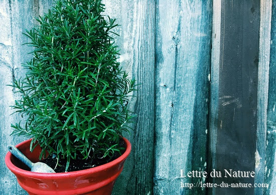 ローズマリーの初心者にも簡単な育て方 鉢植えと地植えどっちがいい Lettre Du Nature