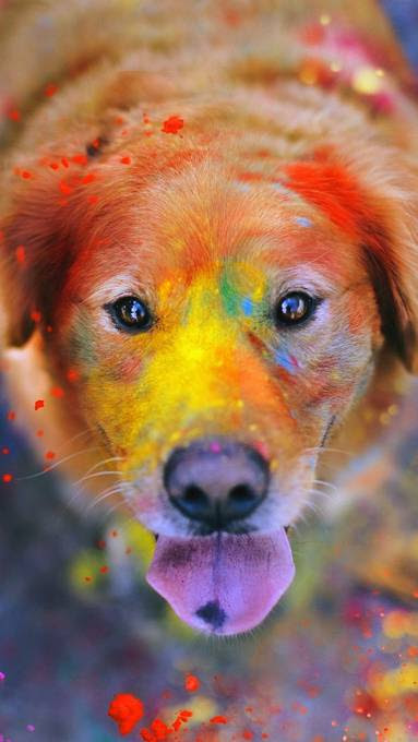 犬 可愛い 画像 高 画質