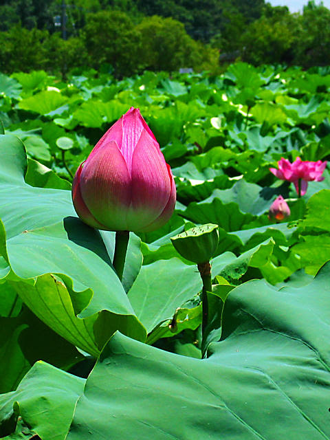 蓮 ハス の花携帯待受画像 無料壁紙