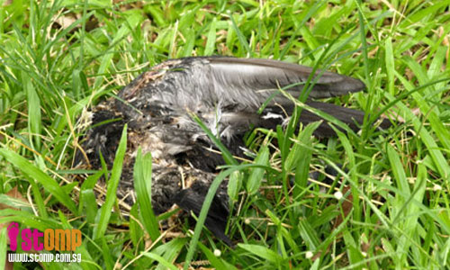 Litter at sightseeing spot near Singapore Flyer spoils Singapore's clean image