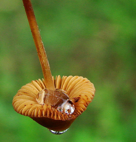 Dewy
