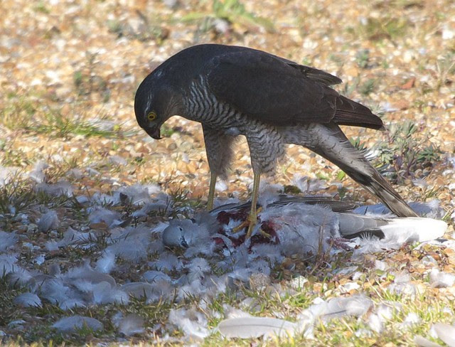 DSC_6170 Female Sparrowhawk with its prey
