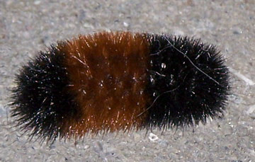 Pyrrharctia isabella (larval form)
