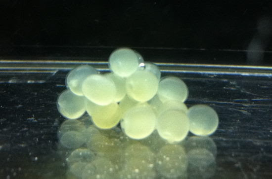 メダカ 卵 受精 ニスヌーピー 壁紙