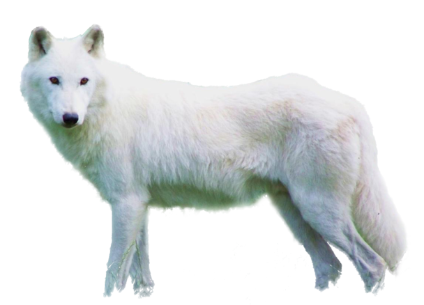 Tubes Png Loups 4 La Boite A Images