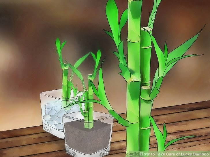 Take Care of Lucky Bamboo Step 1 Version 3.jpg
