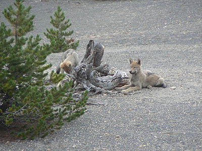 coyotes.jpg
