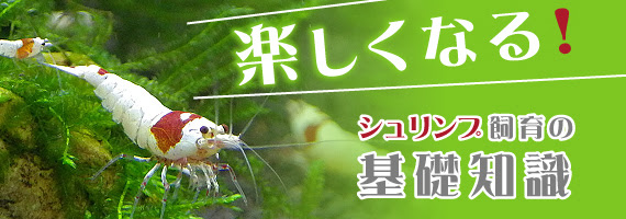 第1回 シュリンプを飼う 楽しくなる シュリンプ飼育の基礎知識 熱帯魚のことなら みずものコム