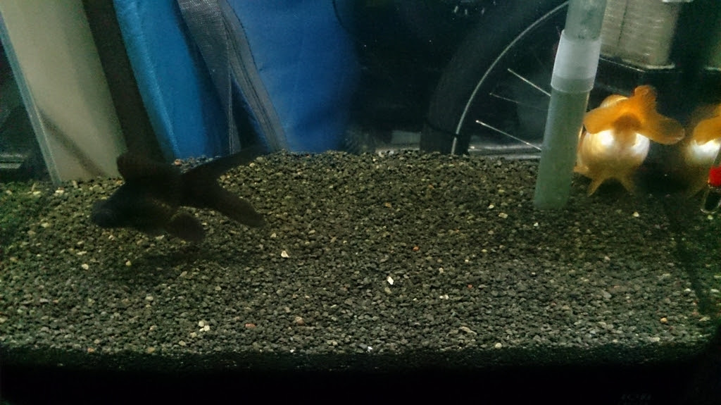 金魚にはソイルは不向きだったので溶岩石に くまうさの育児手記