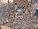 farm,chickens