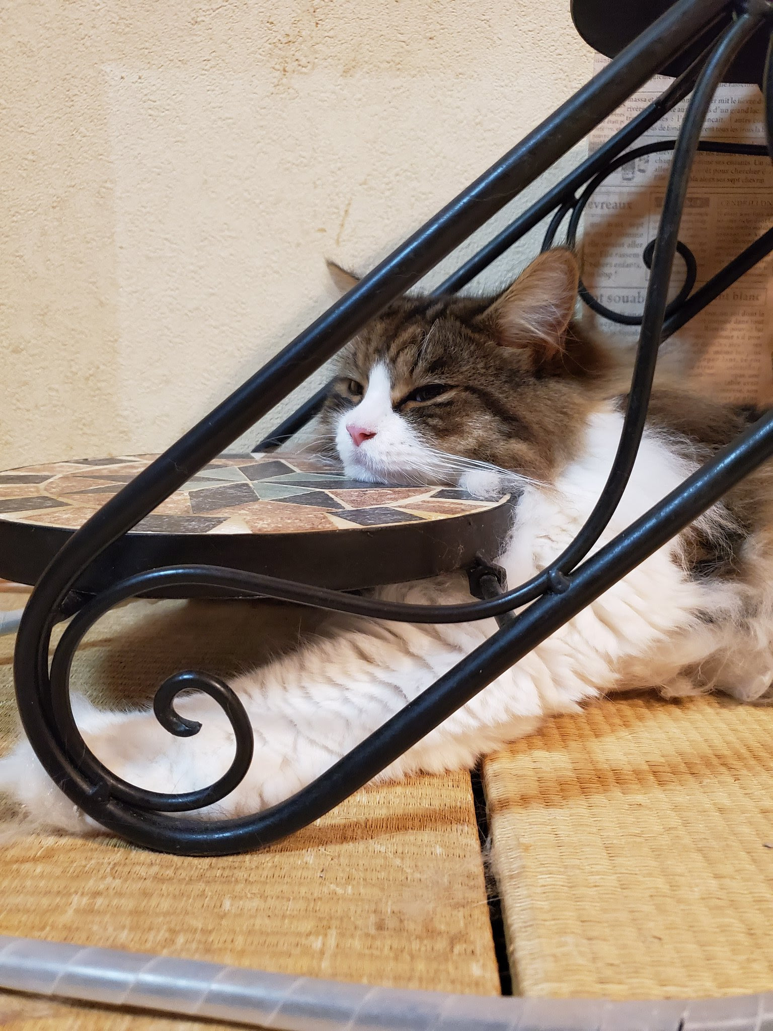 睡魔に襲われている20匹の動物たち  netgeek