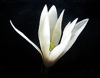 白兰花 白兰花的功效与作用 中药白兰花 白兰花是什么 白兰花的用法用量 A 医学百科