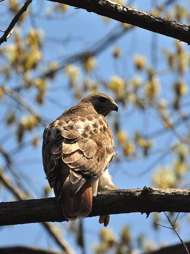 Perching Red-Tail