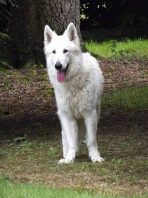 Etalon Berger Blanc Suisse Pour Saillie Loire Atlantique 44