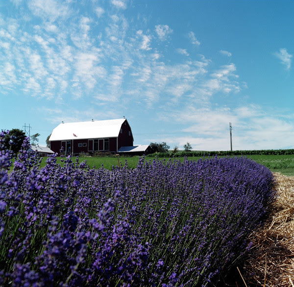 lavender farm