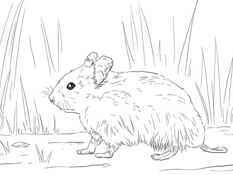 syrian hamster coloring page supercoloringcom