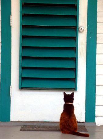 Cat_waiting
