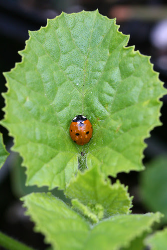 ladybug