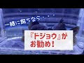 [最も欲しかった] ドジョウ 金魚 混泳 216627-ドジョウ 金魚 混泳