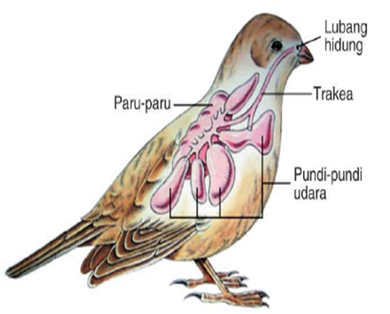 Organ Pernapasan  pada Hewan  BELAJAR KURIKULUM 2013