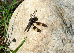 Dragonfly_63011c