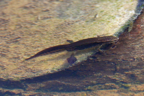 Palmate Newt (Lissotriton helveticus)