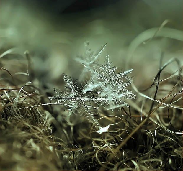 Ethereal Macro Photos of Snowflakes in the Moments Before They Disappear macrosnow 4