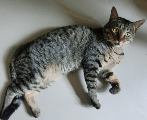 石狩保健所からキジトラ猫のsos しっぽレポート