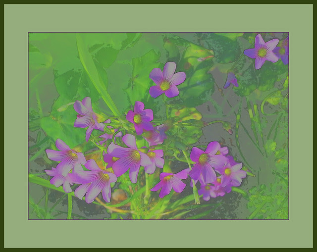 little-purple