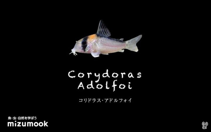 コリドラス全71種類をご紹介 飼い方 飼育 大きさ 種類 ミズムック