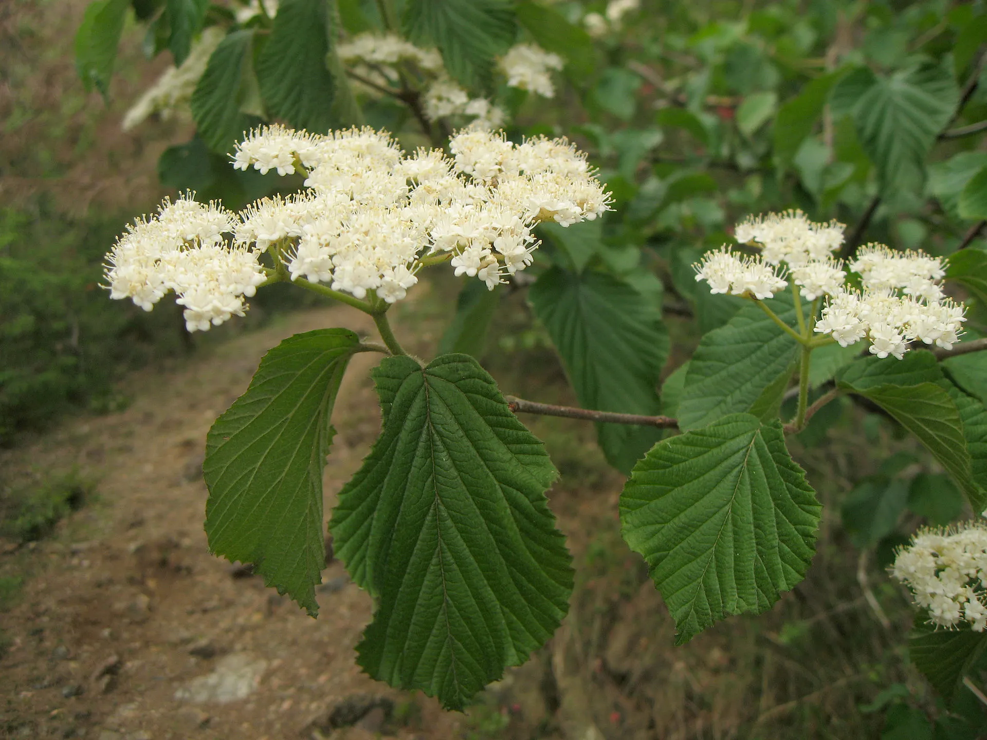 ガマズミ 6月22日の誕生花 通販 愛香園 家庭菜園 造園 観葉植物の通販 造園 樹木 植物のスペシャリスト集団