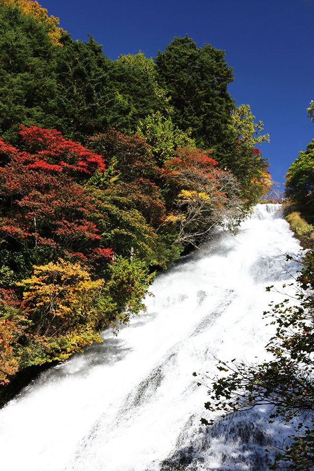 湯滝紅葉 奥日光 四季の山野草