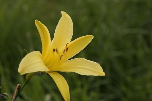 ８月９日 ユウスゲ キスゲ 花の俳句